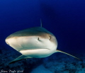   Reef shark Exuma  